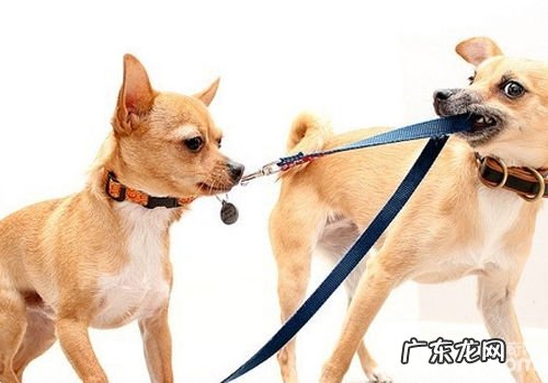 小狗新春佳节出门常见问题