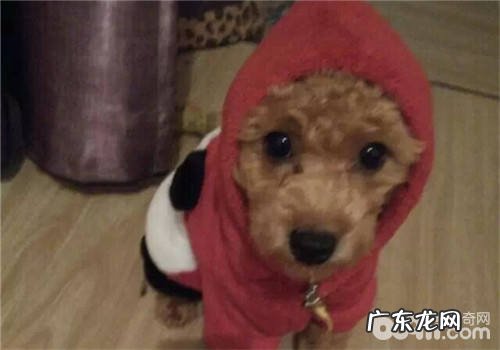 老人养狗的好处之养宠物常见问题