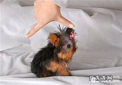 狗狗断尾的缘故与常见问题