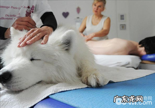 帮小狗推拿的缘故及方式