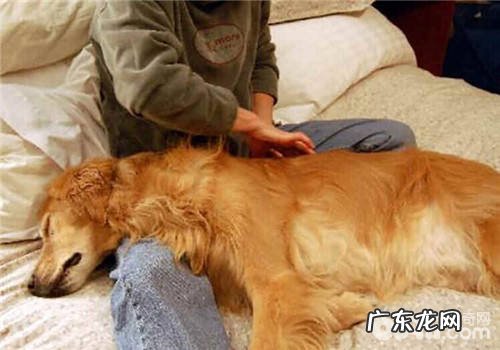 帮小狗推拿的缘故及方式