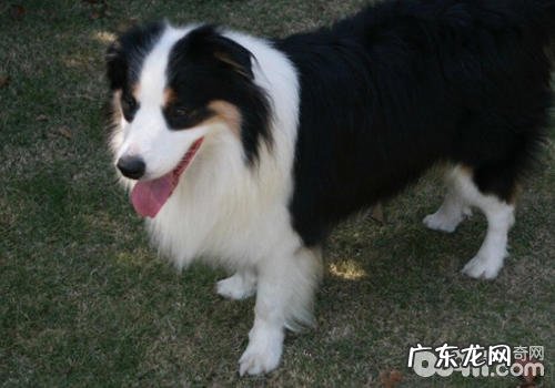 小宠物智能化背心确实有什么用