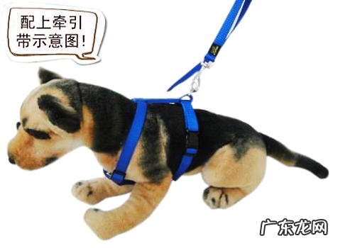 小宠物智能化背心确实有什么用