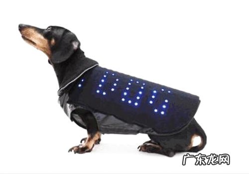 小宠物智能化背心确实有什么用