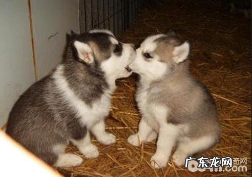 小狗的吻是不是能产生益生菌粉