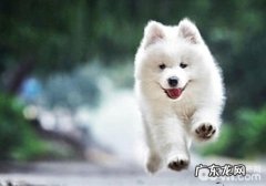 小狗美毛的金子时节是什么时候