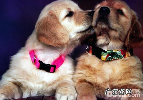 小狗有什么功效