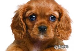 小狗有什么功效