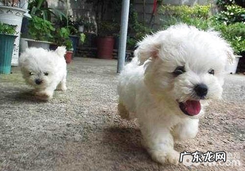 因小狗闹别扭应妥善处置