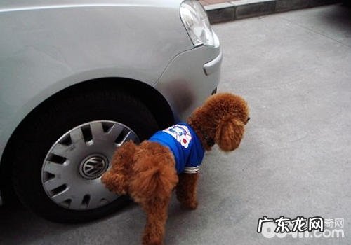 因小狗闹别扭应妥善处置