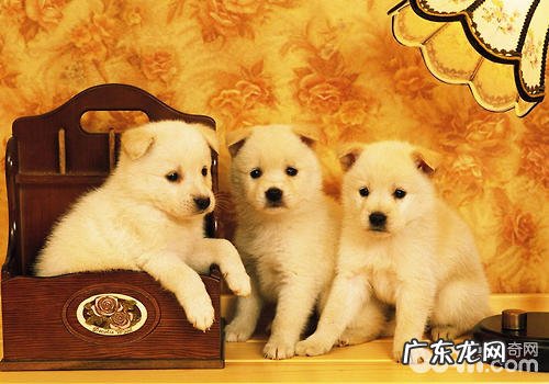 狗狗智商有高矮,应正确看待