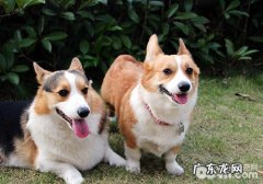 狗狗智商有高矮，应正确看待