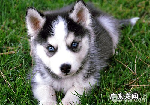 小孩与金毛交往要留意什么难题