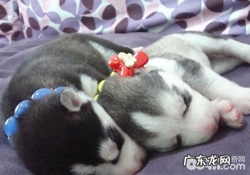 小孩与金毛交往要留意什么难题