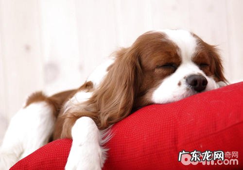 狗狗睡觉时抖脚是为什么