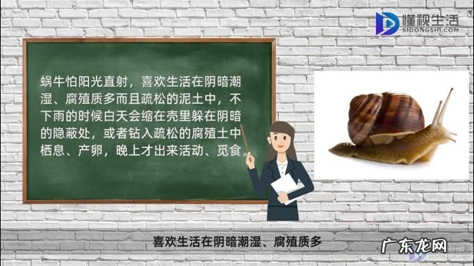 蜗牛养久了会认主人吗? 蜗牛不下雨的时候在哪里