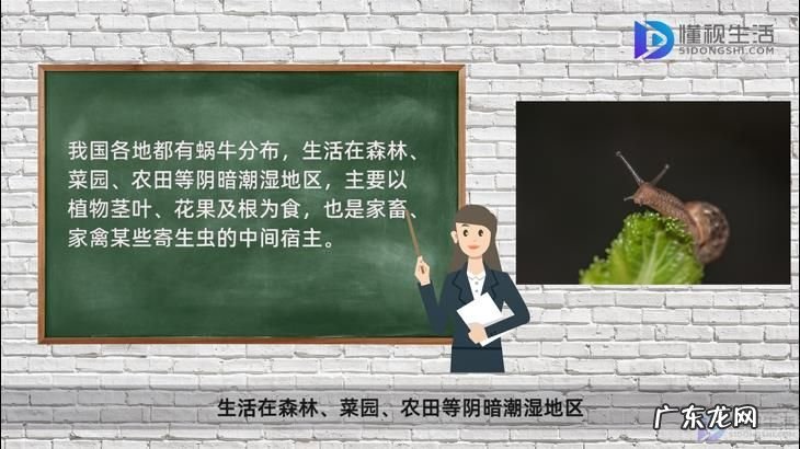 蜗牛养久了会认主人吗? 蜗牛不下雨的时候在哪里