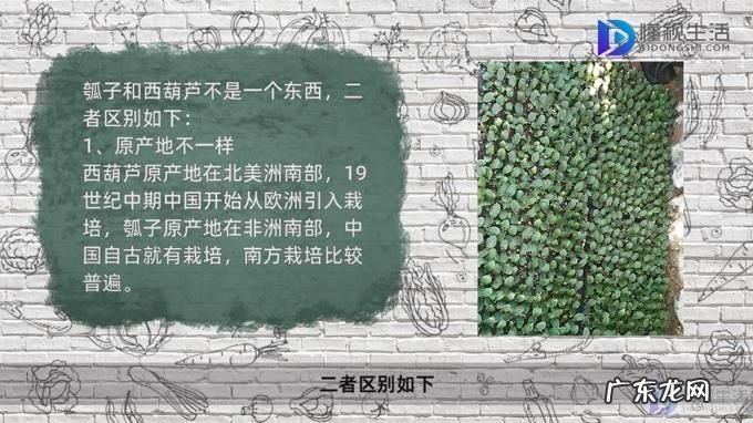 西葫芦和瓠子哪个好吃? 瓠子和西葫芦是一个东西吗