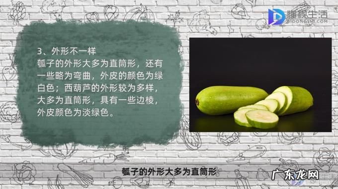 西葫芦和瓠子哪个好吃? 瓠子和西葫芦是一个东西吗