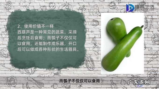 西葫芦和瓠子哪个好吃? 瓠子和西葫芦是一个东西吗