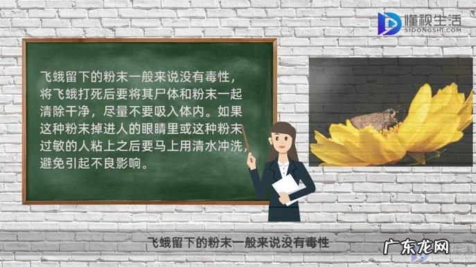 家里有小飞蛾消除妙招? 打死飞蛾留下的粉是什么