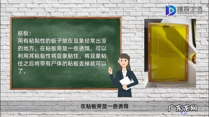 豆象虫对人有害么? 家里有豆象怎么清除