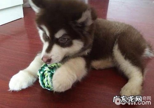 怎样与自身的小狗“闲聊”