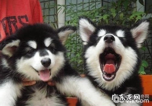 怎样与自身的小狗“闲聊”