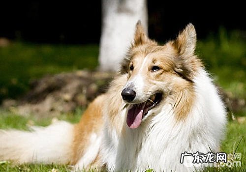 小狗对糖尿病患者的协助