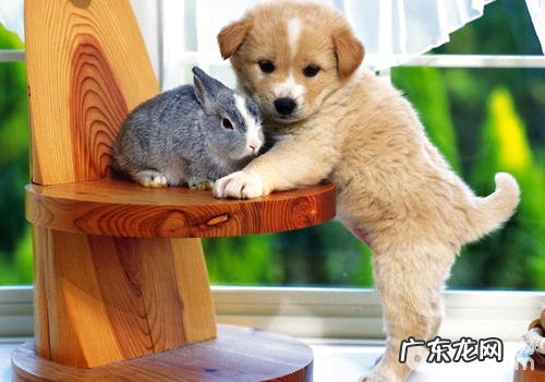 人的情感小狗是不是确实懂