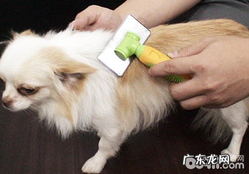 让小狗避开裂头蚴狗的专用工具有什么