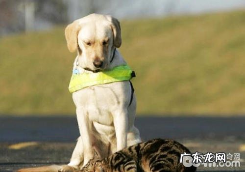 恰当饲养小狗的方式