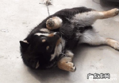 小狗翻腹部是不是听从