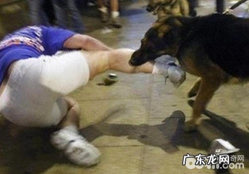 对狗狗伤人的处罚幅度是不是该增加