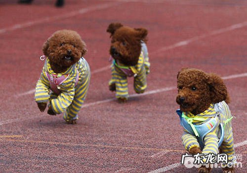 是不是该让小狗有时候也吃些苦