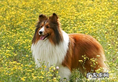 养喜乐蒂会遇到什么难题