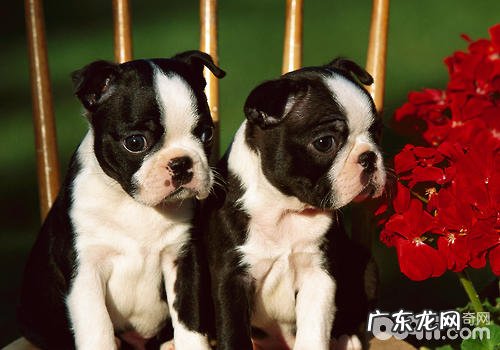 把小狗送礼会对小狗有什么危害