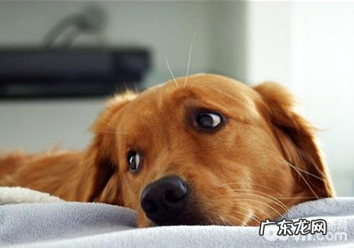 把小狗送礼会对小狗有什么危害