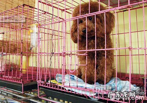 为何有时候寄养宠物会那麼贵