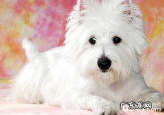 买狗留意小狗的血统证书