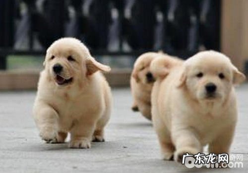 什么娴雅的小狗合适小孩喂养