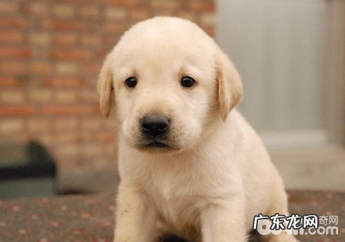 合适小孩喂养的开朗小狗