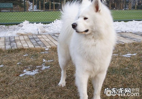 合适小孩喂养的开朗小狗