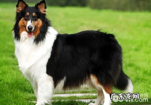 合适小孩喂养的开朗小狗