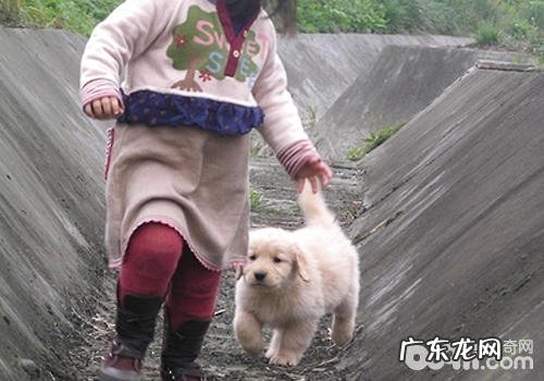 为何小狗喜爱追着小孩子