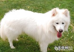狗狗吃什么犬粮有利于改进眼泪