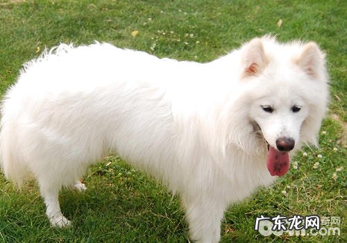 狗狗吃什么犬粮有利于改进眼泪