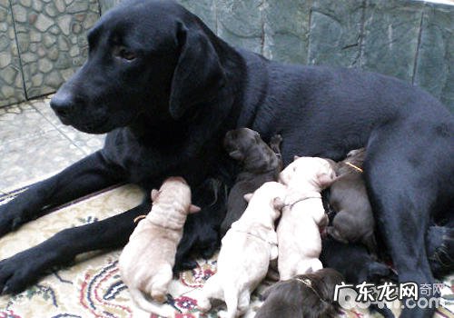 小狗性子变“躁”有缘故