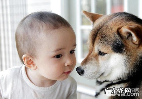 小狗讨厌孩子怎么办