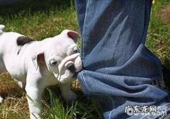 狗狗寄养时咬到人谁承担